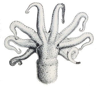 Octopus_bimaculatus