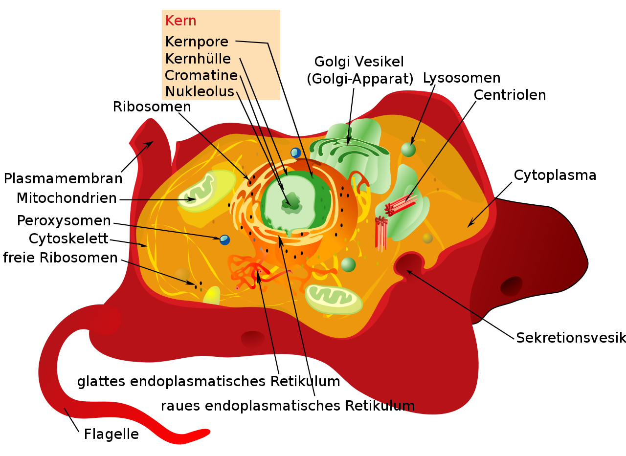 animal_cell_structure