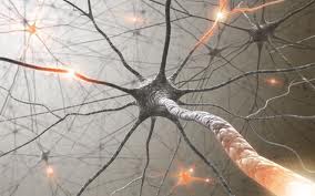 Das Neuron