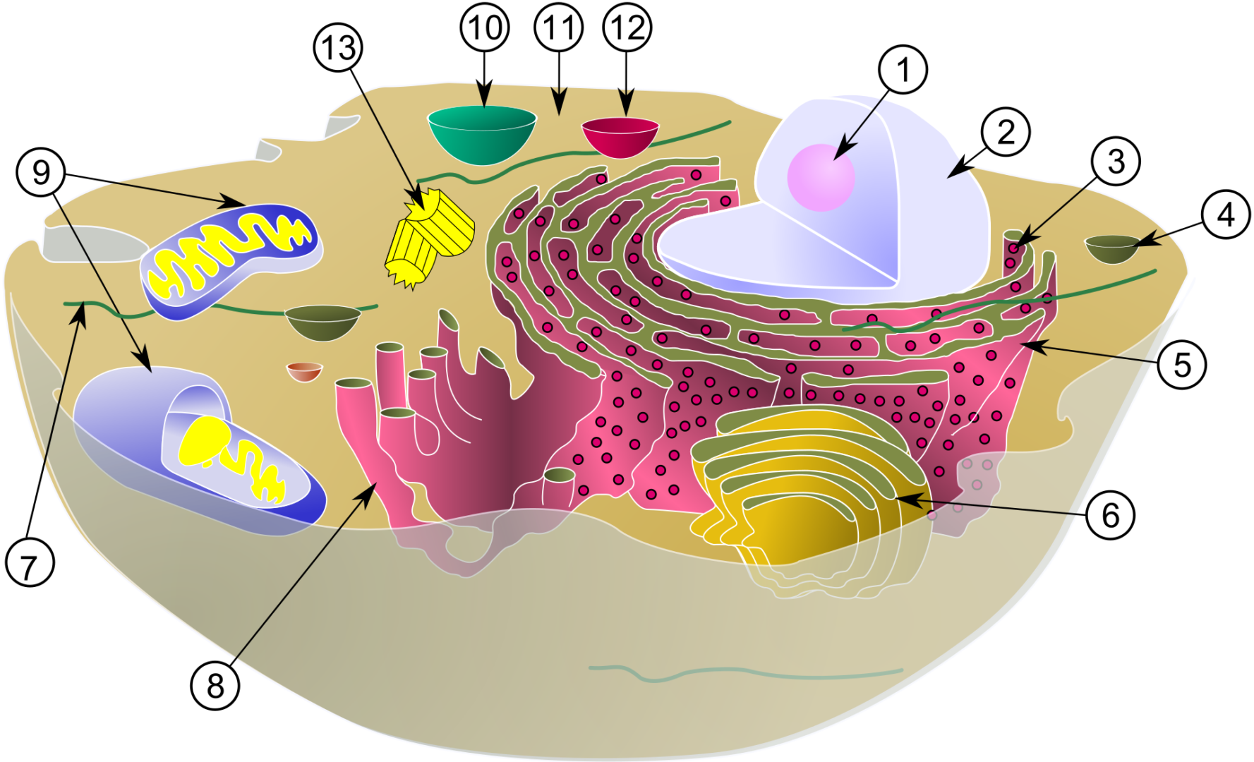 Eukariotische Zelle: 1. Nucleolus (Kernkörperchen) 2. Zellkern (Nukleus) 3. Ribosomen 4. Vesikel 5. Raues (Granuläres) ER (Ergastoplasma) 6. Golgi-Apparat 7. Cytoskelett 8. Glattes (Agranuläres) ER 9. Mitochondrien 10. Lysosom 11. Cytoplasma (mit Cytosol und Cytoskelett) 12. Peroxisomen