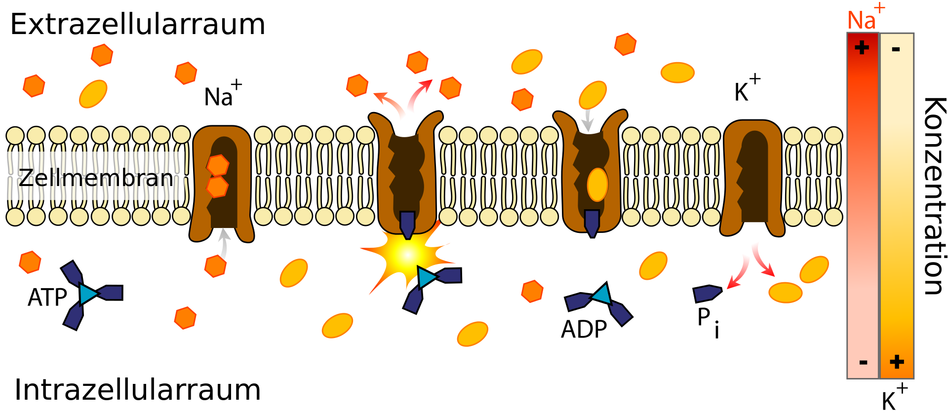 Biomembran