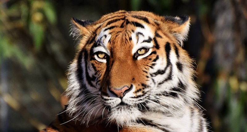 Tiger_Portrait