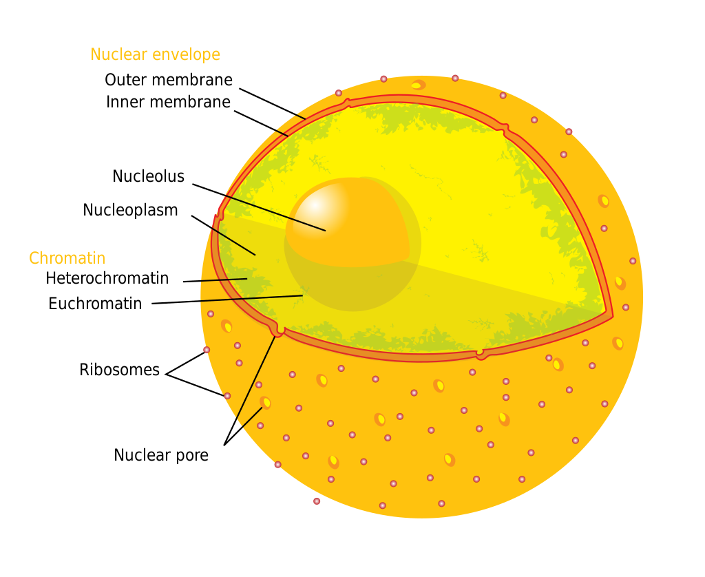human_cell_nucleus
