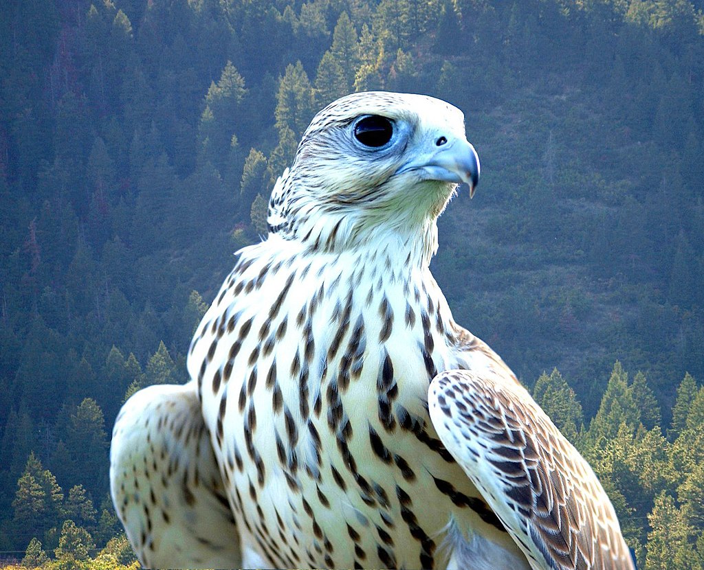 white_falcon