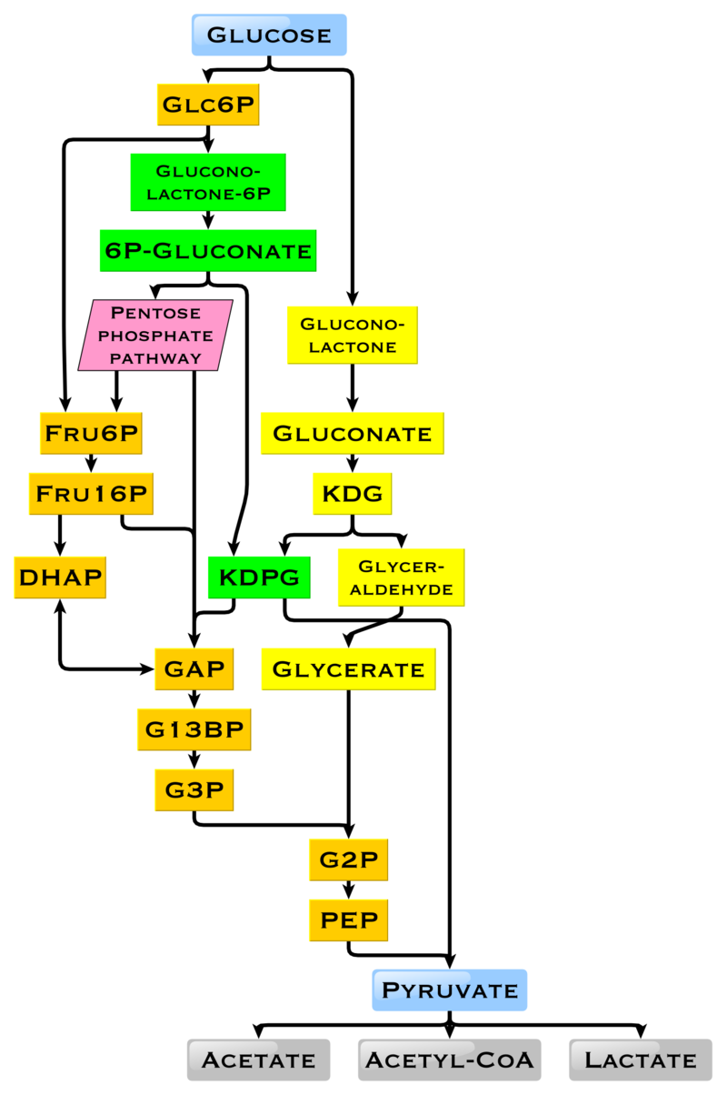 Glucose_catabolism_intermediates