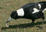 Gewitzte Vögel überlisten Forschungsteam in Australien