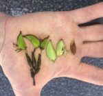 Posidonia australis: Größte Pflanze der Erde in Australien entdeckt