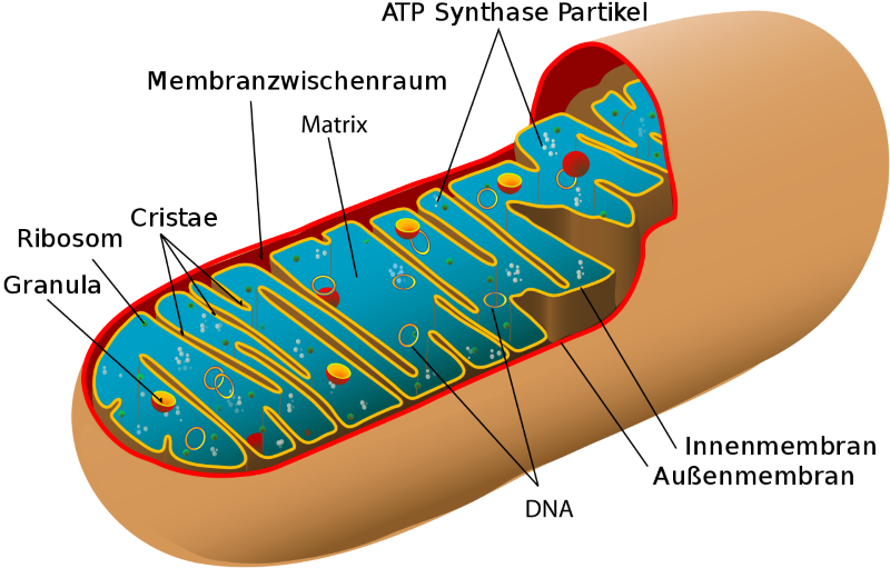 Mitochondrium - tierisch